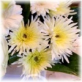 Chrysanthemums